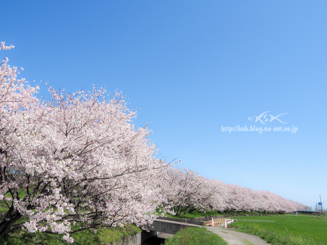 吉田の桜b-2.jpg