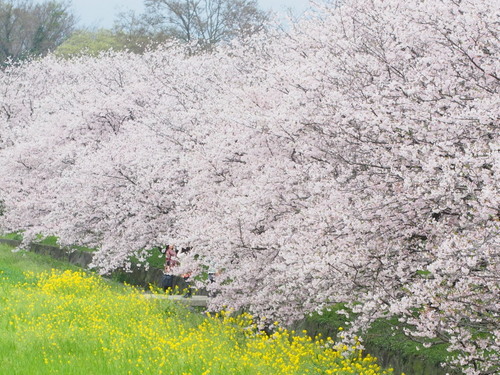 桜b.jpg