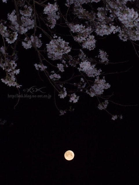 b夜桜-2.jpg