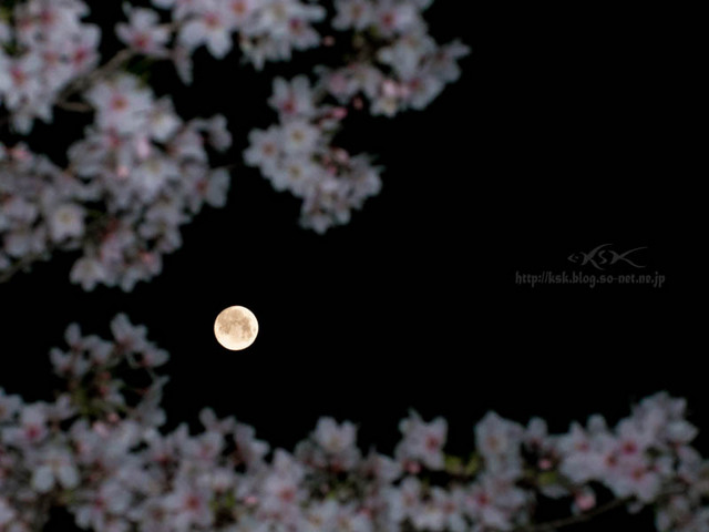 b夜桜-3.jpg