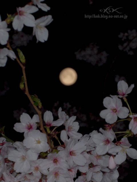 b夜桜.jpg